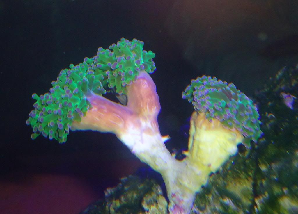 Hammer, Frogspawn, and Torch corals Growth!! Reef Central Online